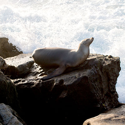 San Deigo Seal